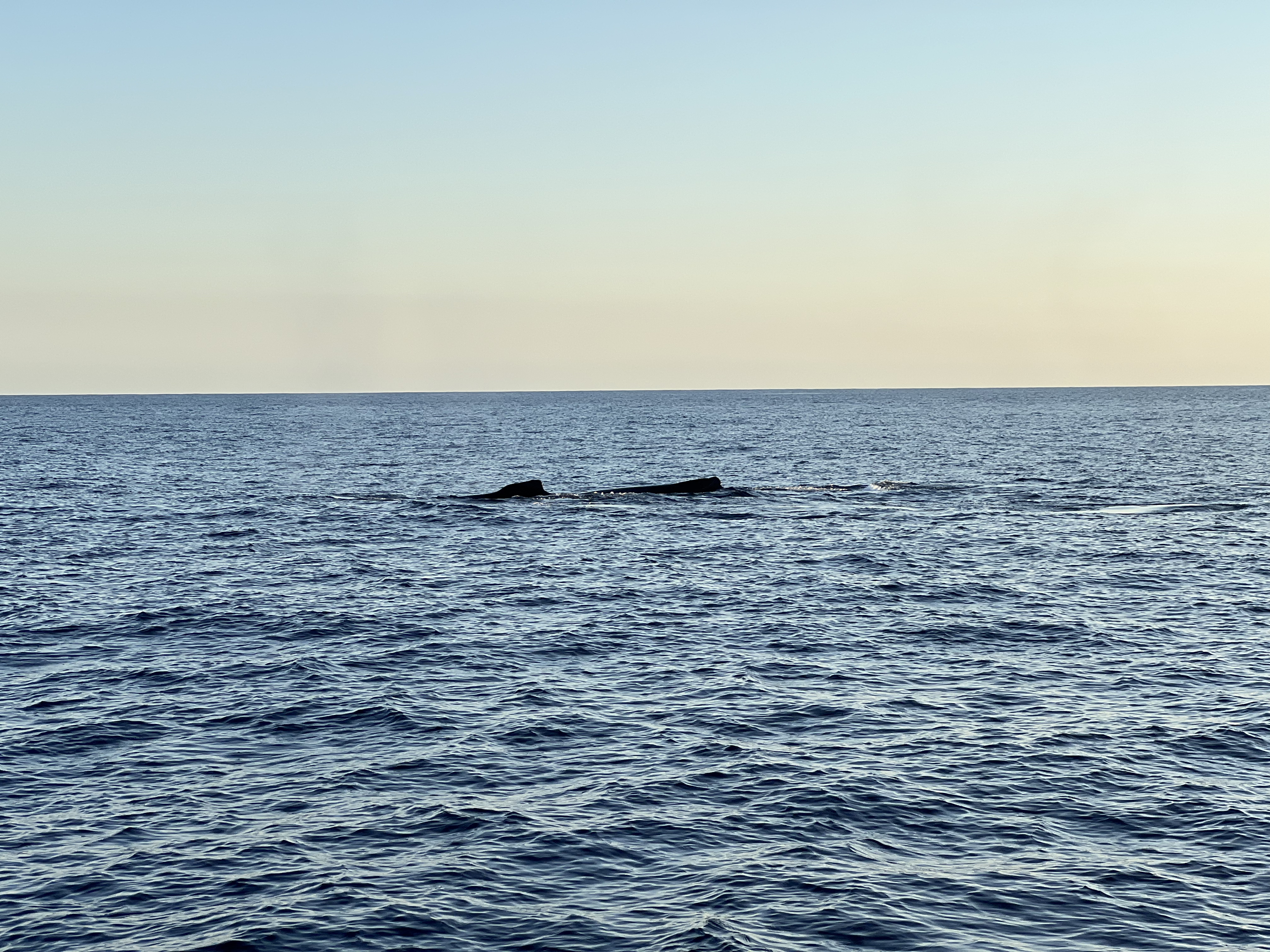 ./2024/13 - Cabo/IMG_4731.jpg